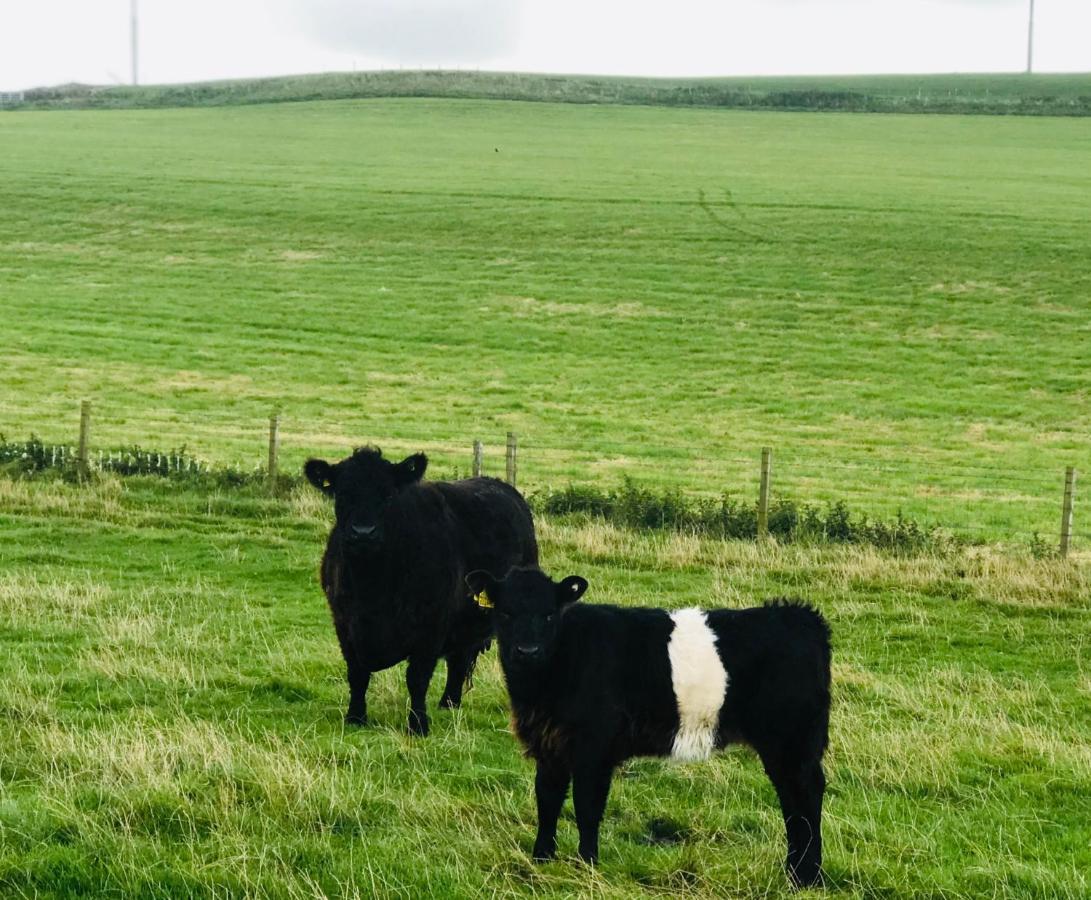 Bunnahabhain 5 - Farm Stay - Stunning Sea And Rural Views Stranraer Extérieur photo